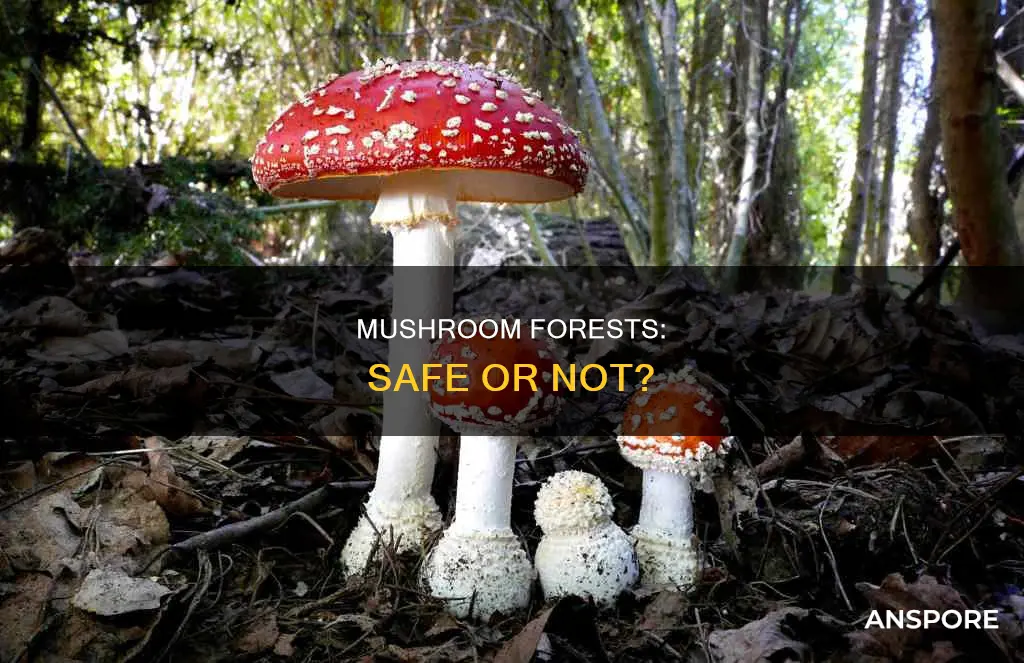 are the mushroom forest safe