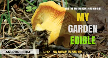 Identifying Edible Garden Mushrooms: Safe or Toxic in Your Backyard?