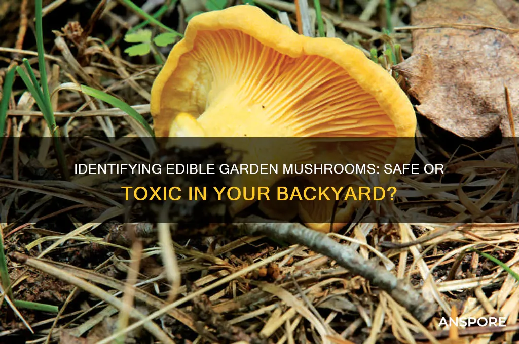 are the mushrooms growing in my garden edible