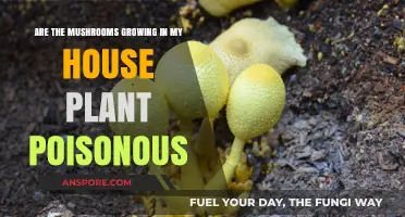 Houseplant Mushrooms: Are They Poisonous or Harmless?
