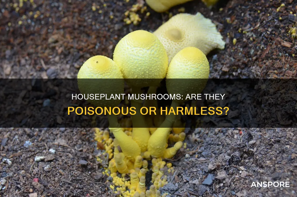 are the mushrooms growing in my house plant poisonous