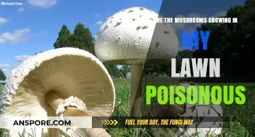 Are Lawn Mushrooms Poisonous? Identifying Safe vs. Toxic Fungi in Your Yard