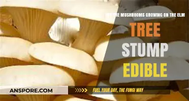 Can You Eat Mushrooms Growing on Elm Tree Stumps? A Guide