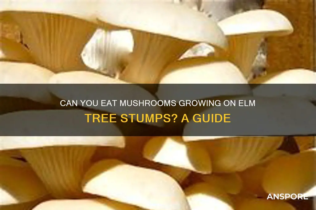 are the mushrooms growing on the elm tree stump edible