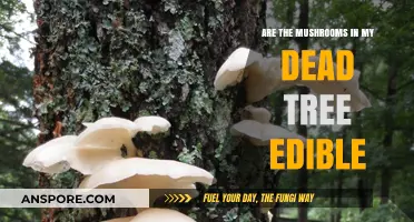 Can You Eat Mushrooms Growing on Dead Trees? A Safety Guide