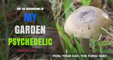 Garden Mushrooms: Can They Get You High?