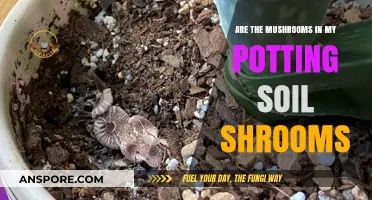Mushroom Mystery: Are These Shrooms in My Potting Soil?