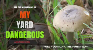Yard Mushrooms: Are They Dangerous?