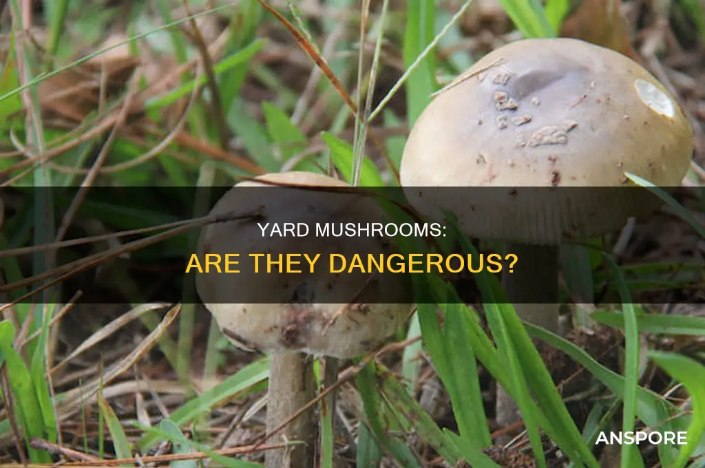 are the mushrooms in my yard dangerous