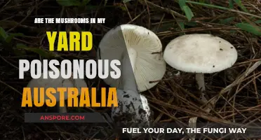 Identifying Poisonous Mushrooms in Australian Yards: A Safety Guide