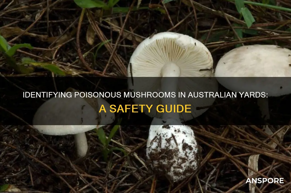 are the mushrooms in my yard poisonous australia