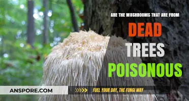 Are Mushrooms Growing on Dead Trees Safe to Eat?