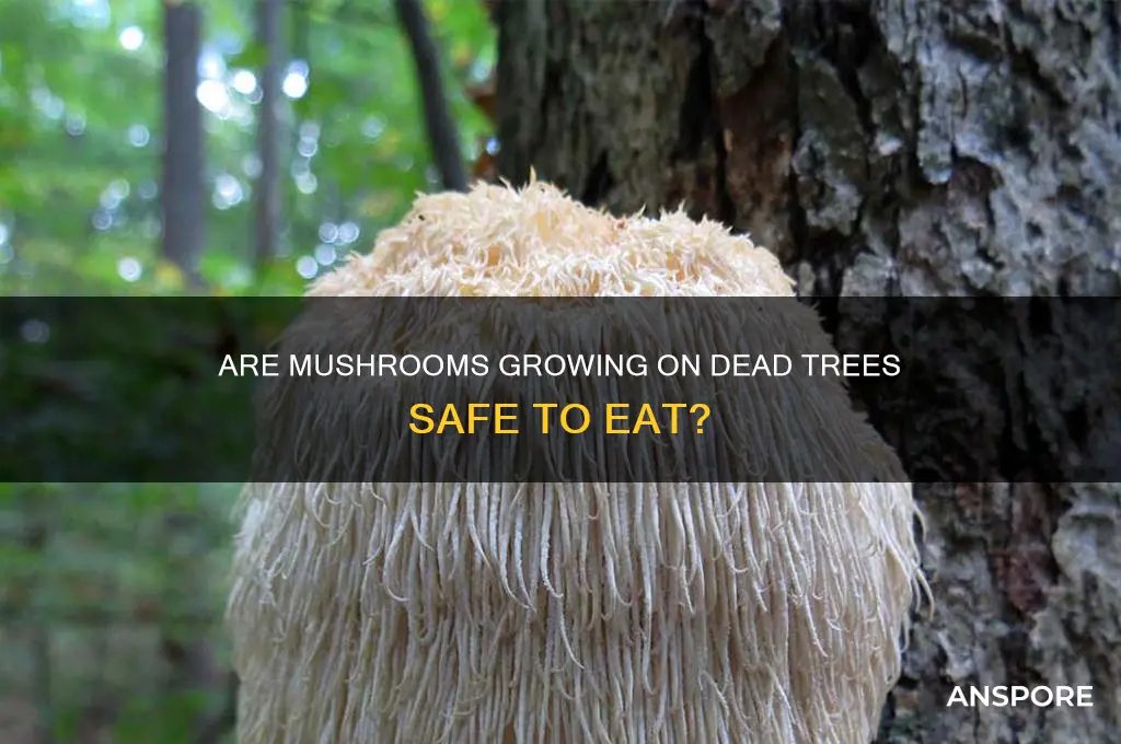 are the mushrooms that are from dead trees poisonous