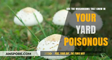 Are Yard Mushrooms Safe? Identifying Poisonous Varieties in Your Lawn