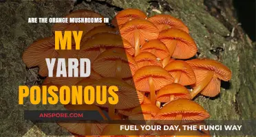 Are Yard Orange Mushrooms Poisonous? Identifying and Safety Tips