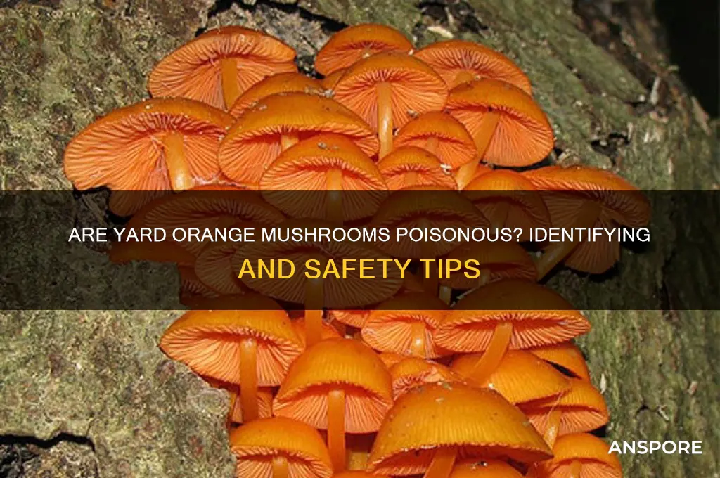 are the orange mushrooms in my yard poisonous