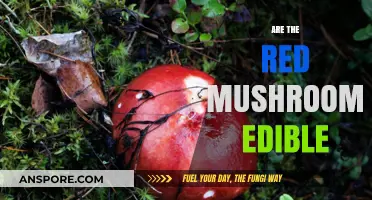 Are Red Mushrooms Safe to Eat? A Comprehensive Guide