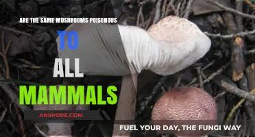 Mushroom Toxicity in Mammals: Are All Species Equally Vulnerable?