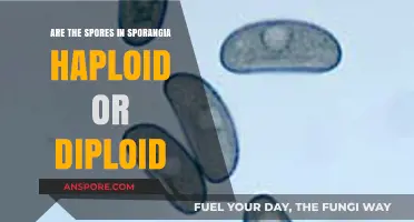 Understanding Sporangia: Are Their Spores Haploid or Diploid?