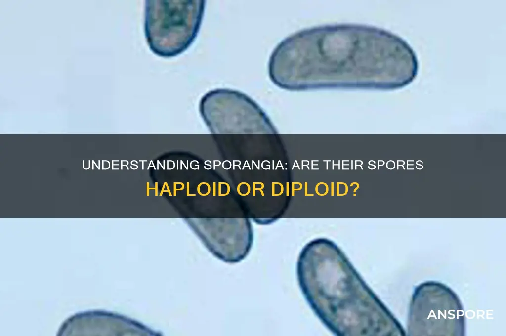 are the spores in sporangia haploid or diploid
