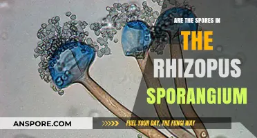 Exploring Rhizopus Sporangium: Unveiling the Presence of Spores Within