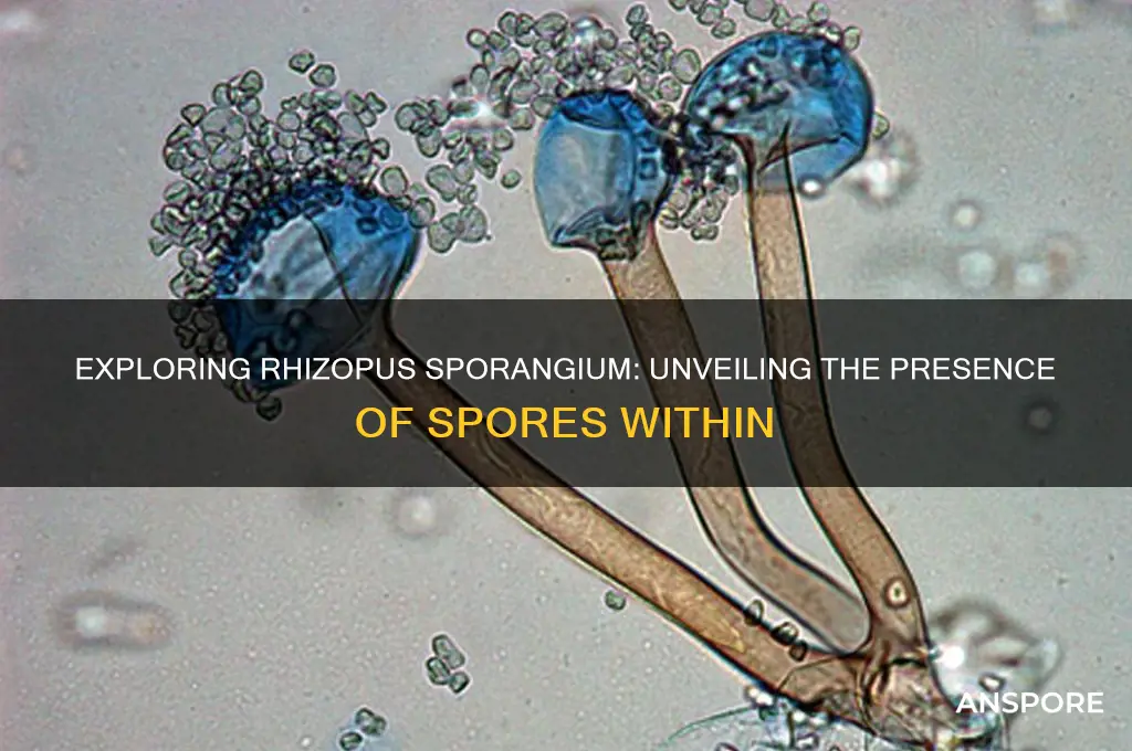 are the spores in the rhizopus sporangium