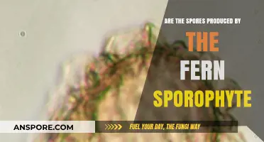 Fern Sporophyte's Role: Do They Produce Spores for Reproduction?