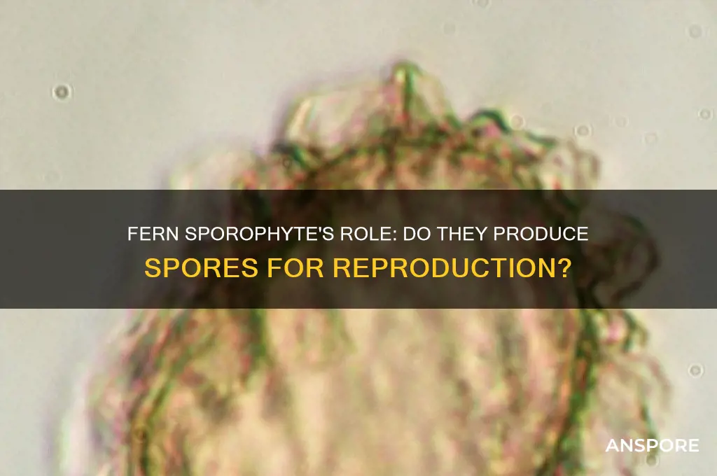are the spores produced by the fern sporophyte