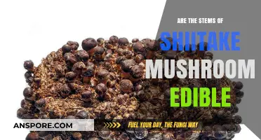 Can You Eat Shiitake Mushroom Stems? A Complete Edibility Guide