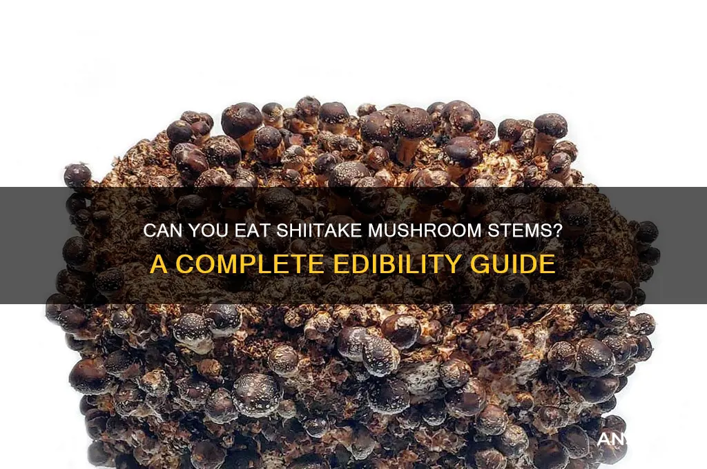 are the stems of shiitake mushrooms edible
