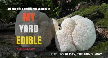 Identifying Edible White Mushrooms: Are Your Yard's Fungi Safe to Eat?