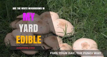 Identifying Yard Mushrooms: Are Your White Mushrooms Safe to Eat?