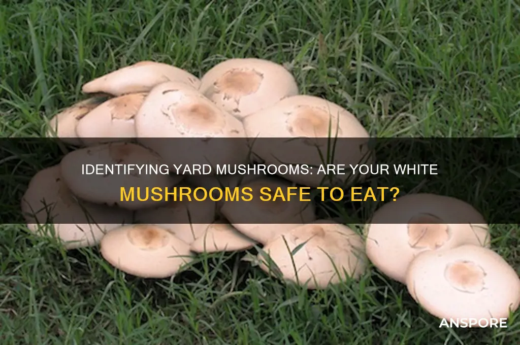 are the white mushrooms in my yard edible