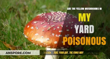 Identifying Yellow Yard Mushrooms: Are They Poisonous or Safe?