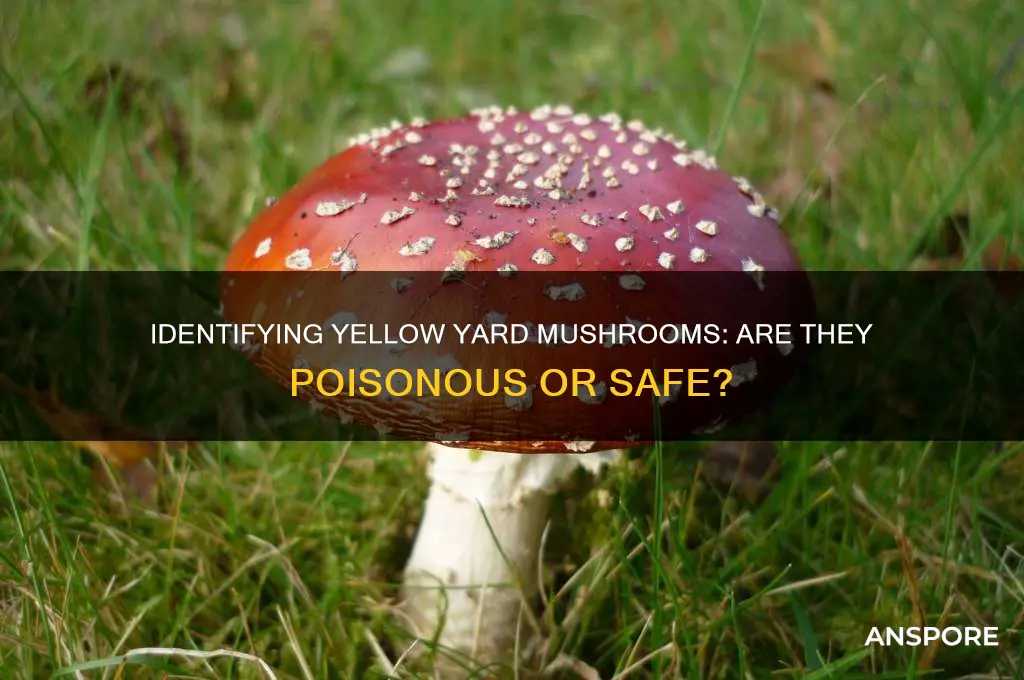 are the yellow mushrooms in my yard poisonous