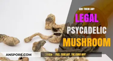 Exploring Legal Psychedelic Mushrooms: What’s Permitted and Where?