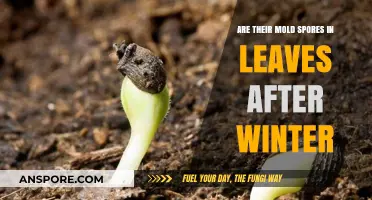 Post-Winter Leaf Mold: Are Spores Lurking in Your Garden?