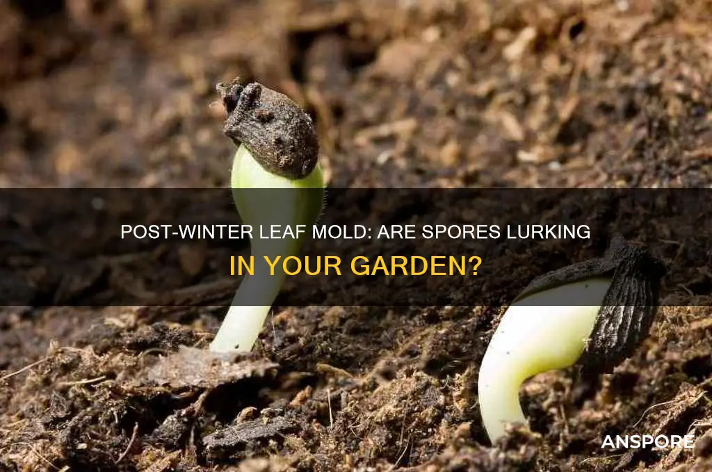 are their mold spores in leaves after winter