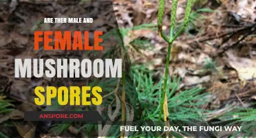 Mushroom Spores: Male, Female, or Something Else?