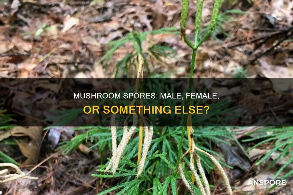 are ther male and female mushroom spores