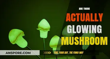 Glowing Mushrooms: Nature's Magical Light Show