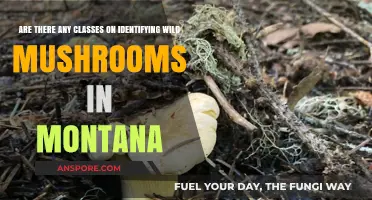 Montana Wild Mushroom Identification: Classes and Courses
