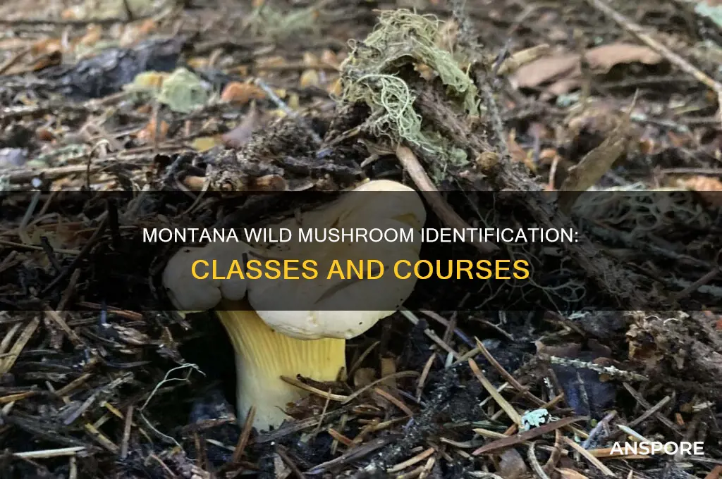 are there any classes on identifying wild mushrooms in montana