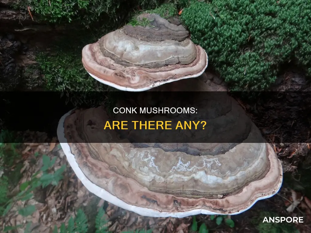 are there any conk mushroom