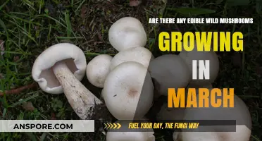 March Mushroom Foraging: Discovering Edible Wild Varieties Safely