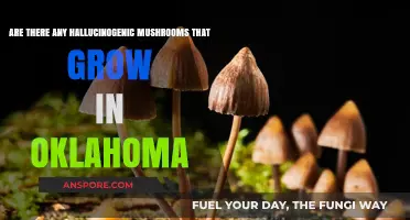 Exploring Oklahoma's Forests: Hallucinogenic Mushrooms and Their Presence