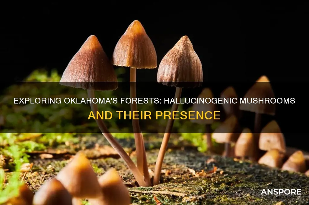 are there any hallucinogenic mushrooms that grow in oklahoma