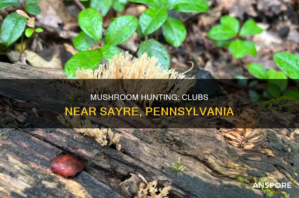 are there any mushroom clubs around sayre pennsylvania