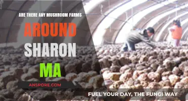 Mushroom Farms Near Sharon, MA: Where to Find Them?