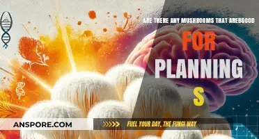 Mushroom Magic for Brain Power and Focus